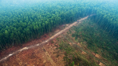 On Indonesia's island of Sumatra, which has one of the worst deforestation rates in the world, temperatures in logged areas have increased an average 1.05 degrees Celsius since 2000.